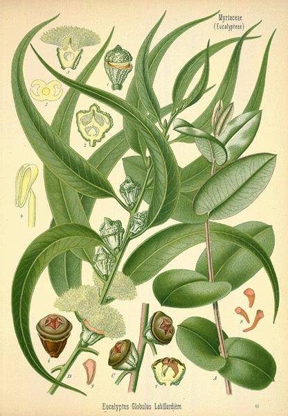 eucalyptus-globulus-radiata-citriodora-2