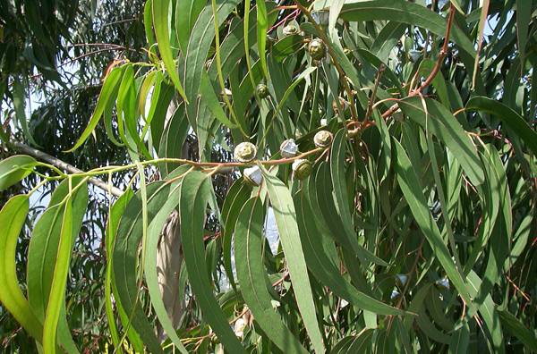 eucalyptus-globulus-radiata-citriodora-4