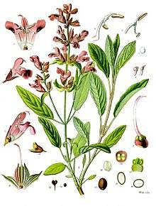 220px-Salvia_officinalis_-_Köhler–s_Medizinal-Pflanzen-126