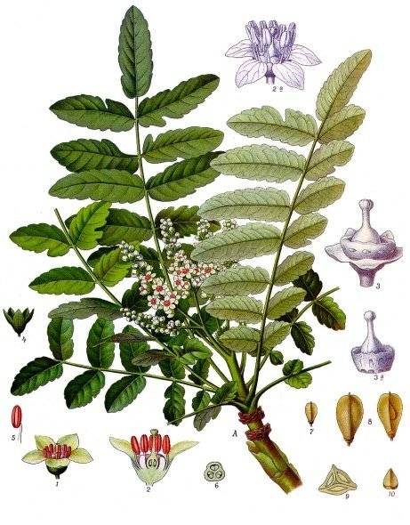 Boswellia_sacra_-_Köhler–s_Medizinal-Pflanzen-022