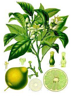Citrus_bergamia_-_Köhler–s_Medizinal-Pflanzen-184