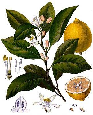 Citrus_x_limon_-_Köhler–s_Medizinal-Pflanzen-041